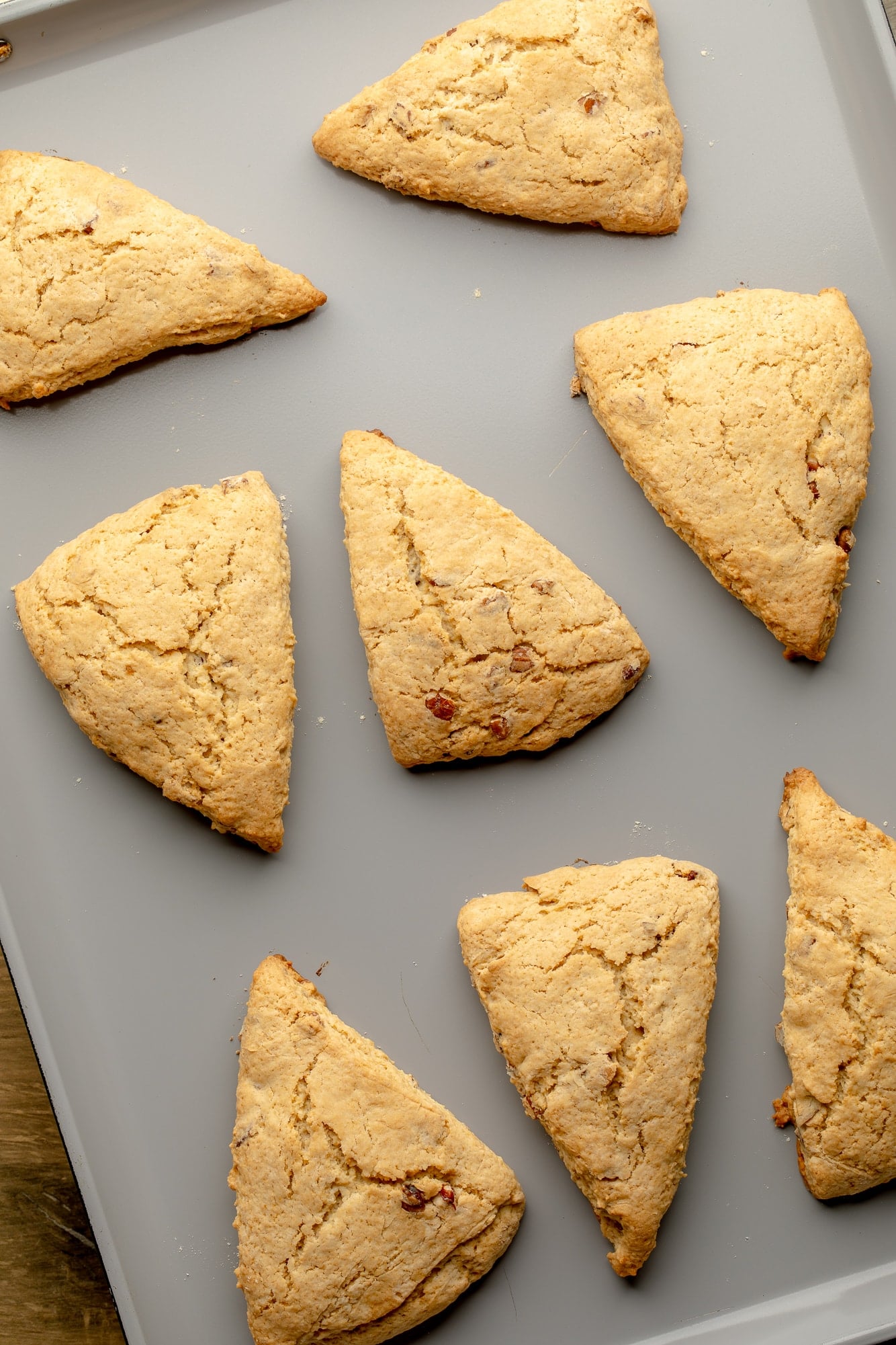 overhead view of baked maple pecan scones in rows on a baking sheet.